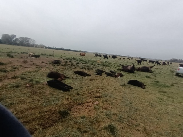 Robo y faena de animales en un campo sobre Avenida Avellaneda